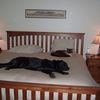 hustondog